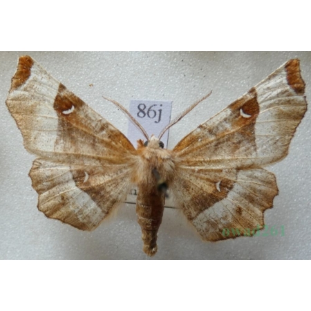 Selenia tetralunaria (Hufnagel, 1767) male Skrzytek dereniak Czech86j